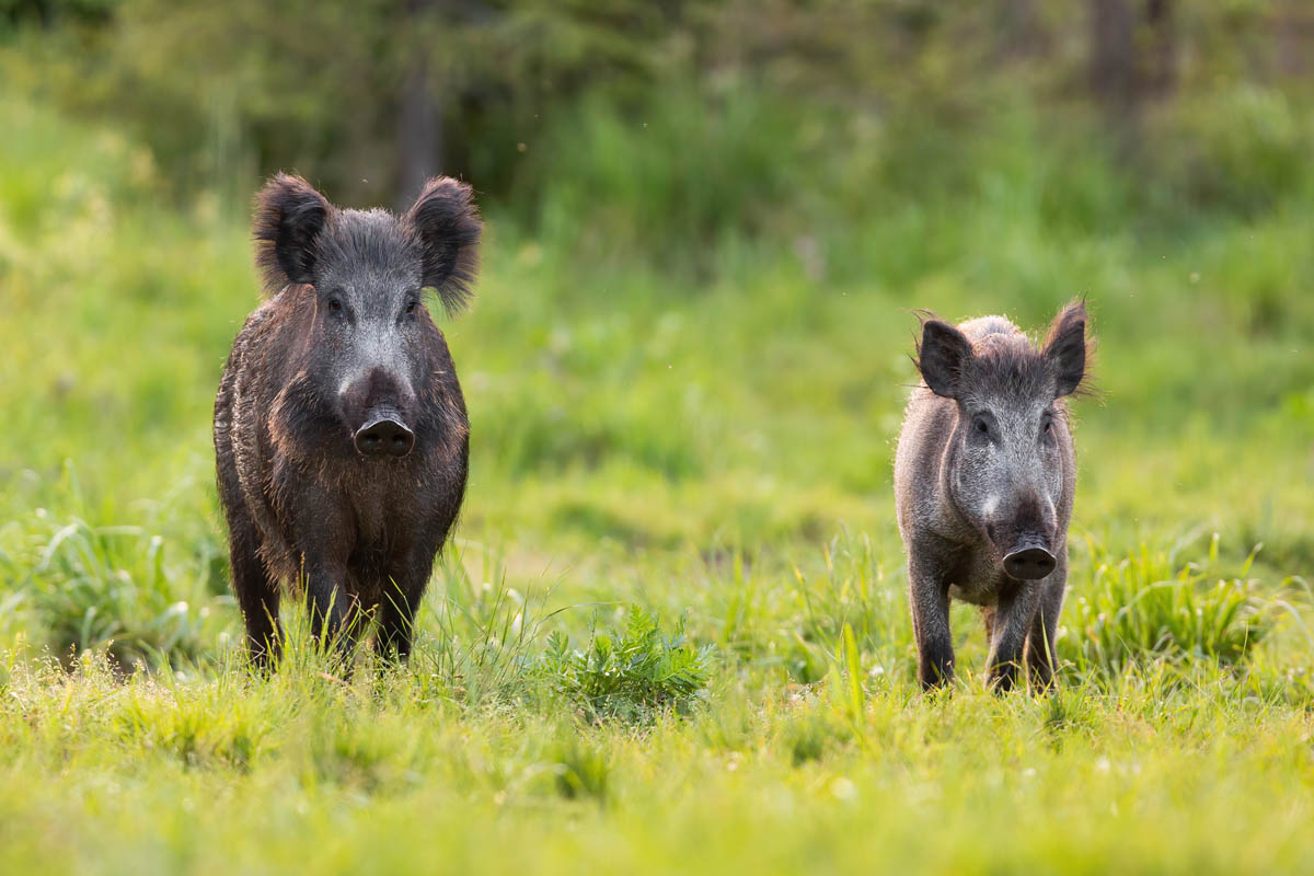 two wild boars approaching on glade in spring nature