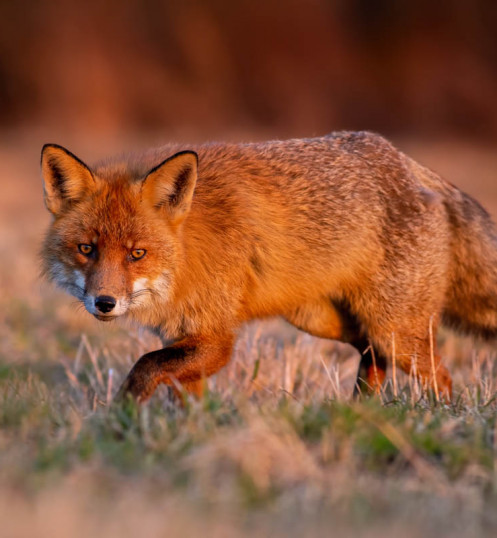 Wild red fox, vulpes vulpes, sneaking on meadow in autumn sunrise. Bushy mammal looking to the camera on filed in warm light. Fluffy predator moving on grass in morning sunlight.
